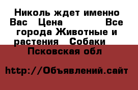 Николь ждет именно Вас › Цена ­ 25 000 - Все города Животные и растения » Собаки   . Псковская обл.